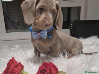 Dachshund dogs - Advert 28