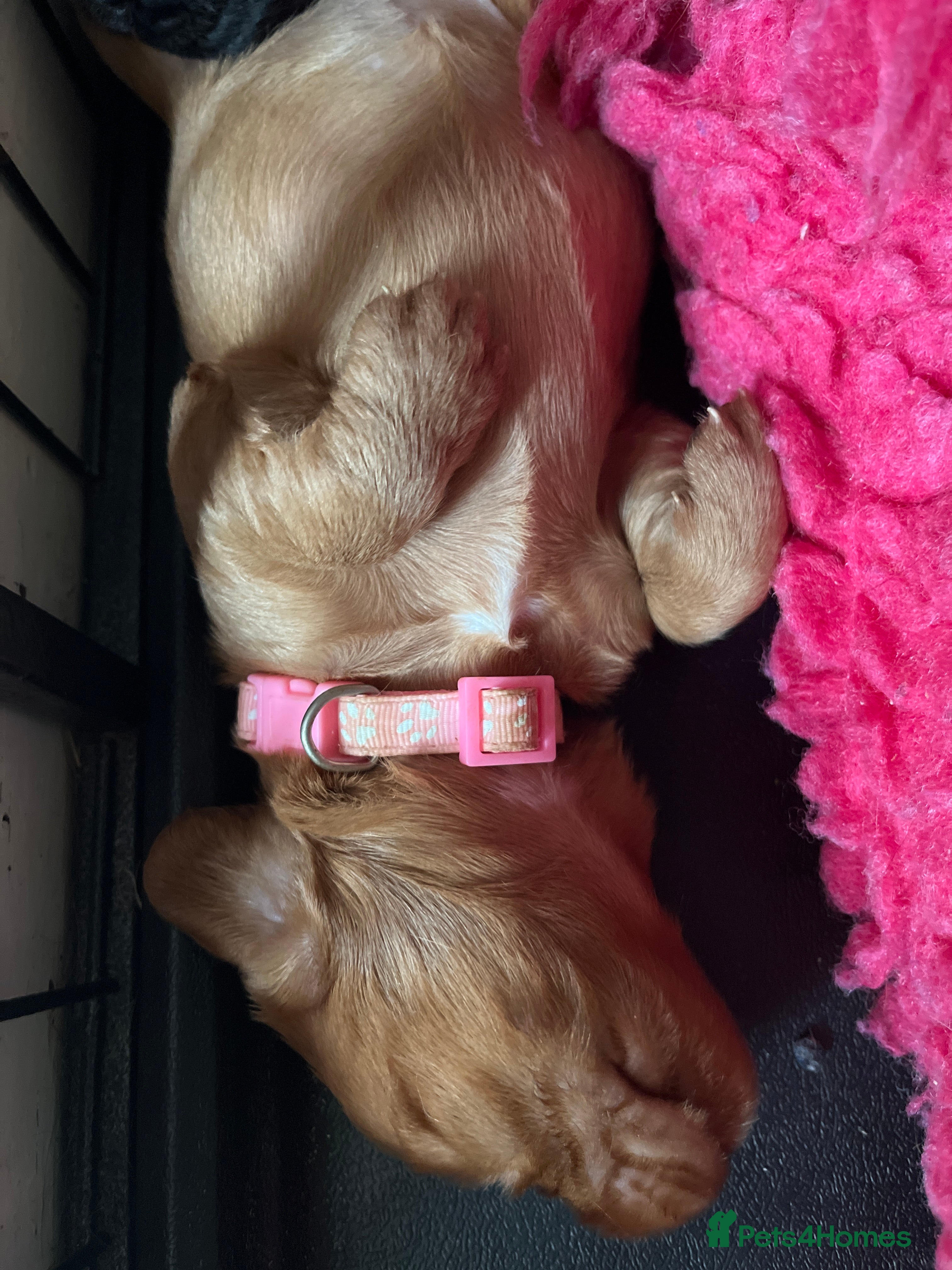 Cocker Spaniel dogs Gorgeous PRA/FN clear working cocker puppies  - Advert 2