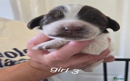 Sprocker dogs for sale: Beautiful sprocker spaniel puppies (5 left) - Image 14