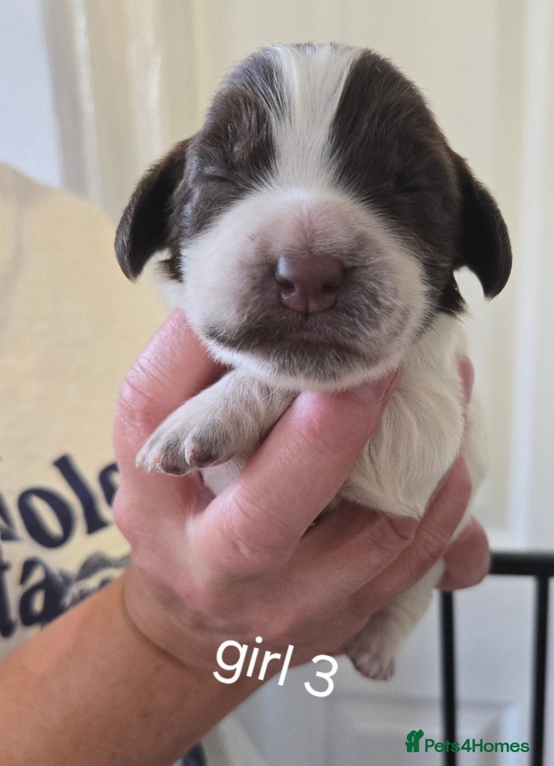 Sprocker dogs for sale: Beautiful sprocker spaniel puppies (5 left) - Image 14