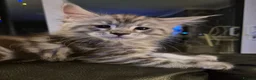 Maine Coon cats for sale: Amazing mainecoons. - Advert 4