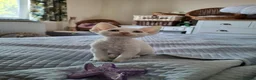 Devon Rex cats for sale: Devon Rex- FIFe registered -Spayed & Ready Now - Advert 2