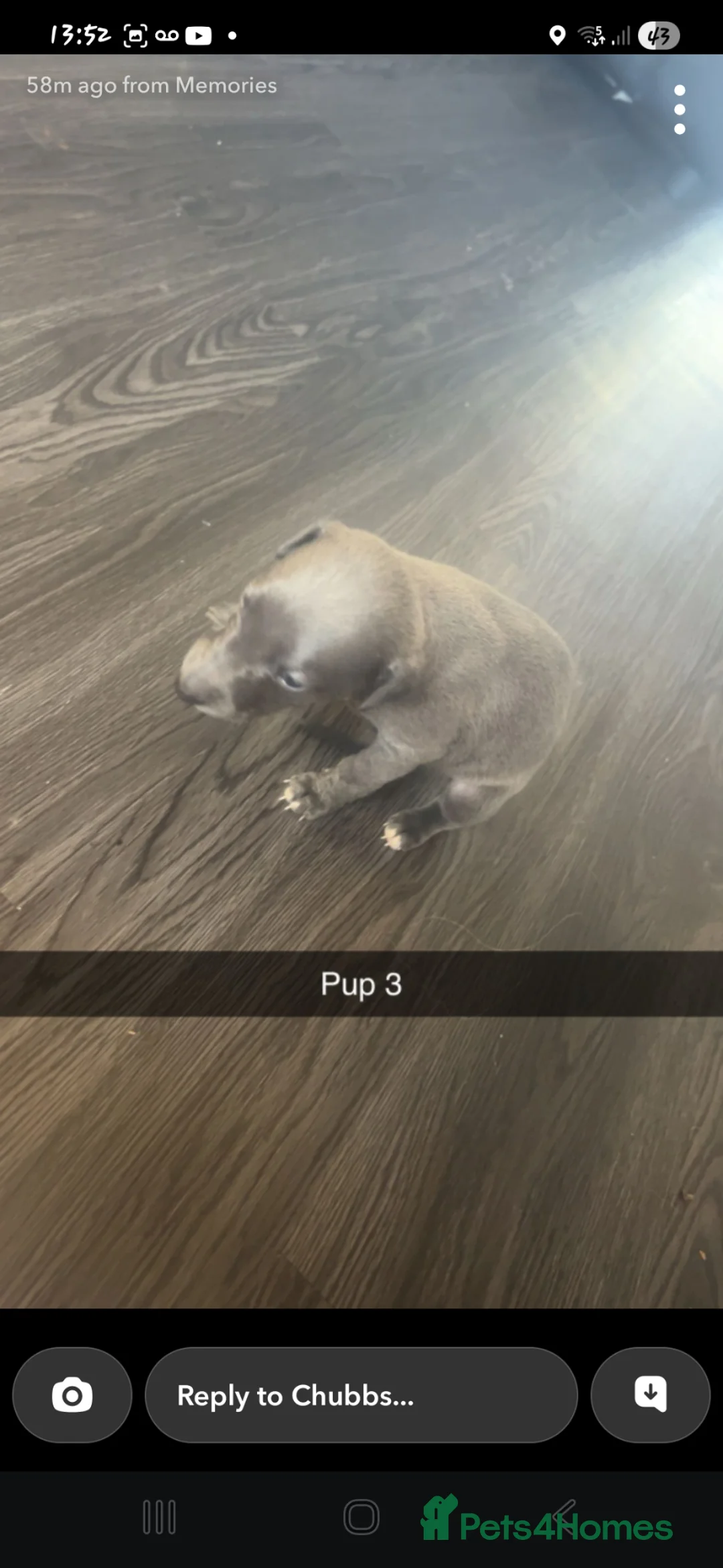 Whippet dogs for sale: Whippet puppy's for sale in Rotherham - Advert 8