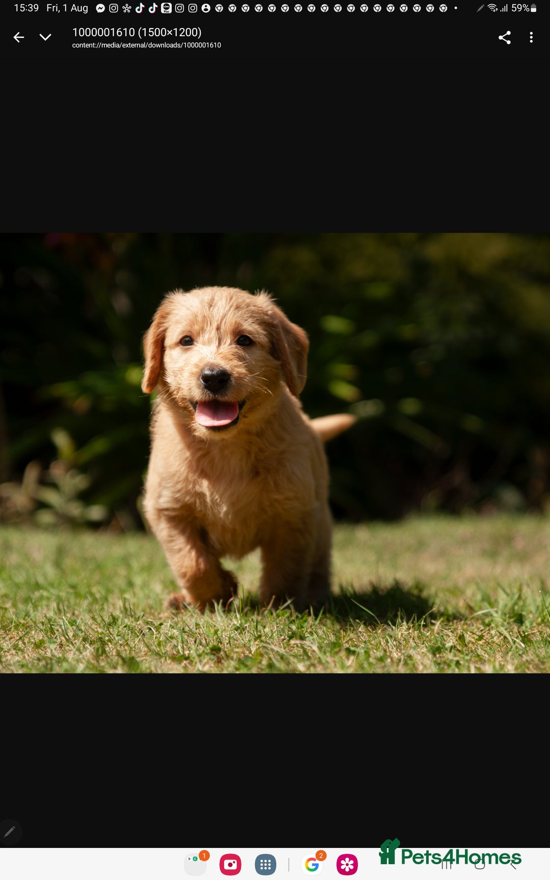 Labradoodle dogs for sale: 2nd Generation Labradoodles - Image 3
