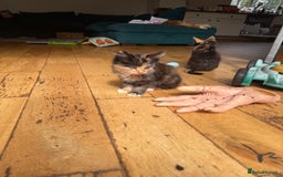 Mixed Breed cats for sale: Mixed Exotic Female Kittens - Image 5