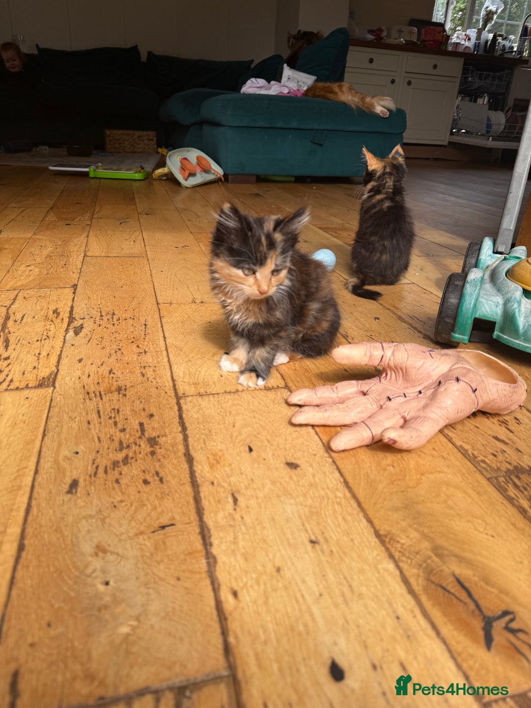 Mixed Breed cats for sale: Mixed Exotic Female Kittens - Image 5