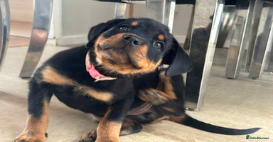 Rottweiler dogs - Advert 15
