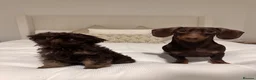 Miniature Dachshund dogs for stud: Beautiful chocolate stud  - Advert 7