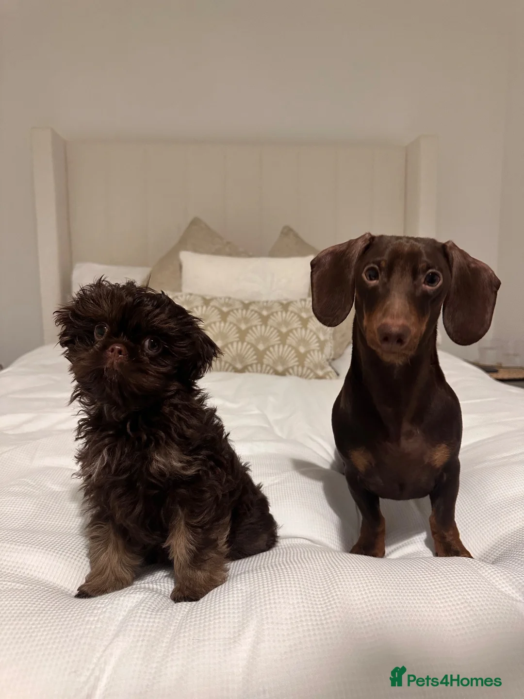 Miniature Dachshund dogs for stud: Beautiful chocolate stud  - Advert 7