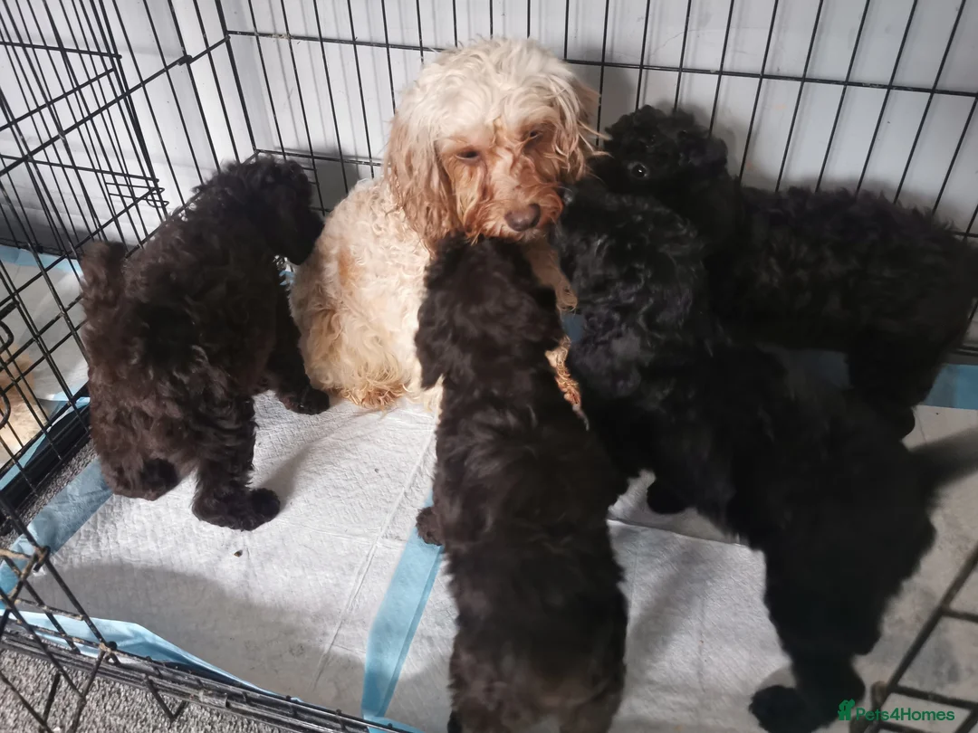 Cockapoo dogs for sale: Amazing cockapoo  - Advert 2