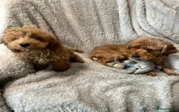 Cockapoo dogs for sale: F1b cockerpoo’s  - Image 3