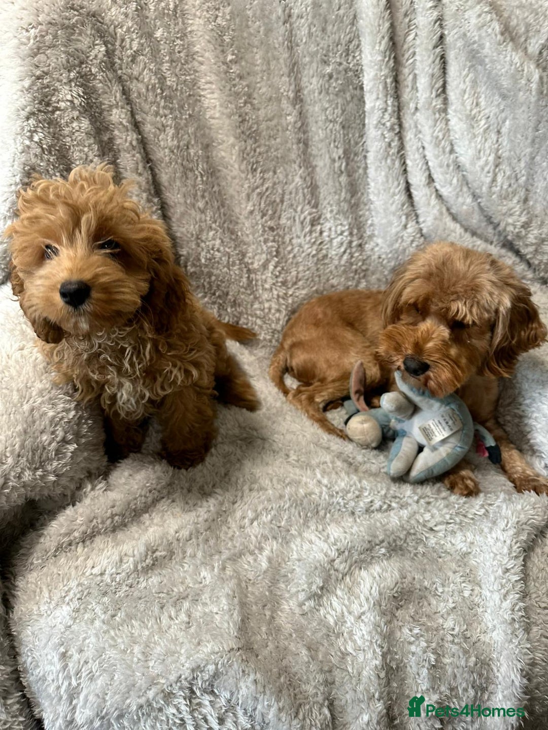 Cockapoo dogs for sale: F1b cockerpoo’s  - Image 3