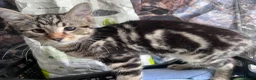 Mixed Breed cats for sale: 7 stunning mix breed kittens - Advert 11
