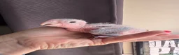 Parrots birds for sale: Hand Reared Yellow Thighed Caiques - Advert 5