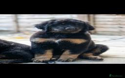 Bernedoodle dogs for sale: Bernese x poodle - Image 4