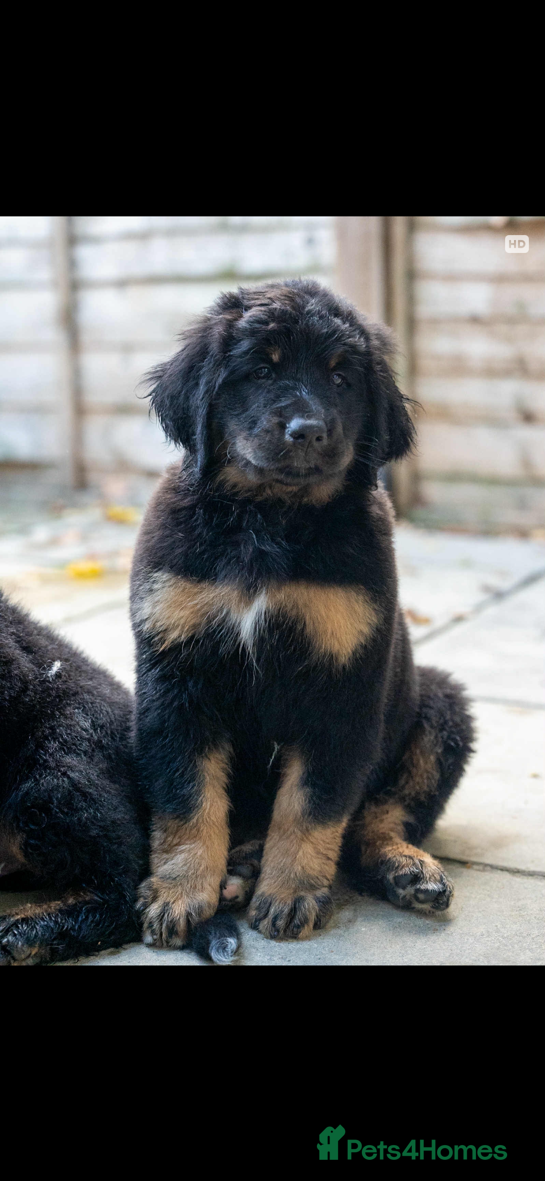 Bernedoodle dogs for sale: Bernese x poodle - Image 4