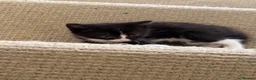 Mixed Breed cats for sale: 2 kittens left  - Advert 15