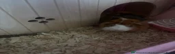 Guinea Pig rodents for sale: 2 Guinea PigsFull Setup(Cage,Hay,Food,Accessories) - Advert 2
