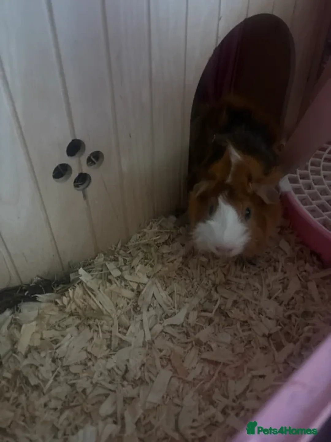 Guinea Pig rodents for sale: 2 Guinea PigsFull Setup(Cage,Hay,Food,Accessories) - Advert 2