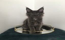 Maine Coon cats for sale: Mainecoons kittens Xl pedigree - Image 9