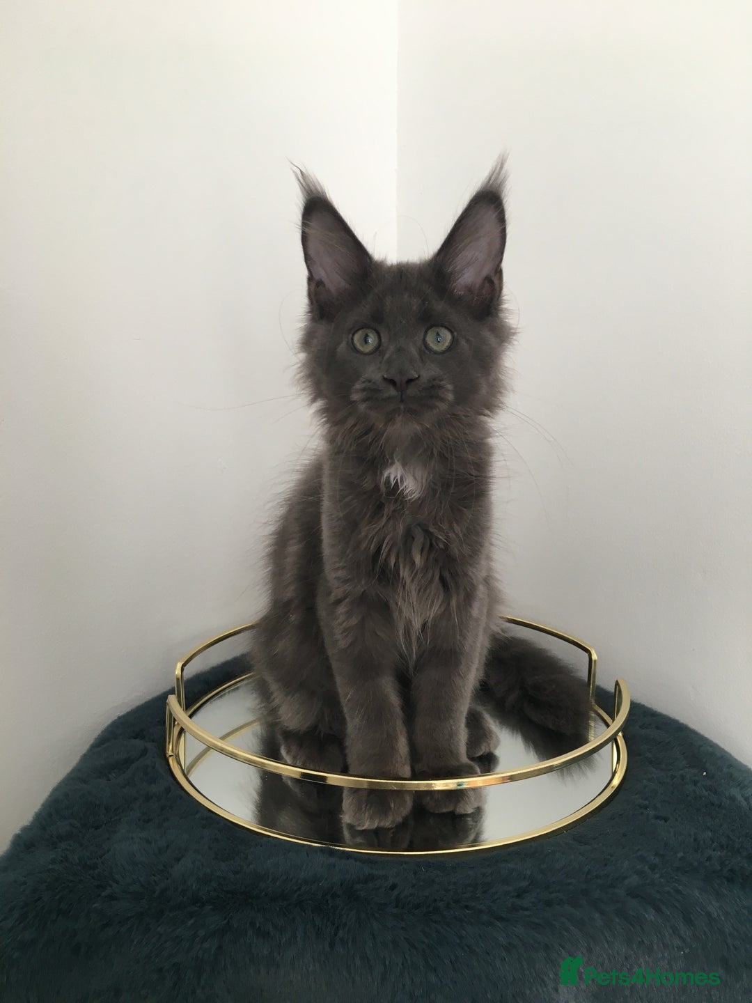 Maine Coon cats for sale: Mainecoons kittens Xl pedigree - Image 9