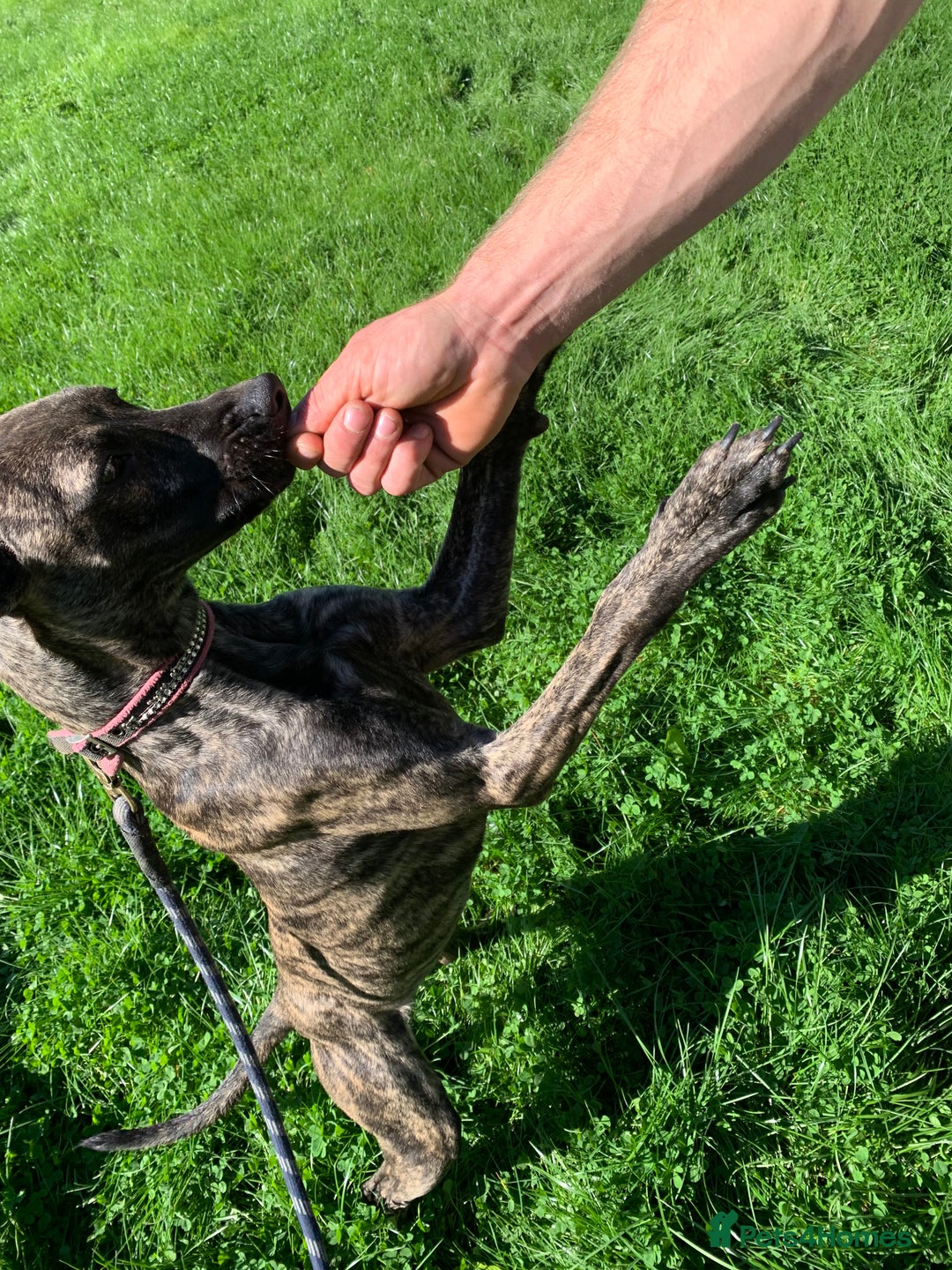 Mixed Breed dogs for sale: Billie and Evie lurcher x bullmastiff  - Image 7