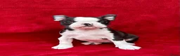 Boston Terrier dogs for sale: Exceptional puppies. Extensively tested parents.   - Advert 5