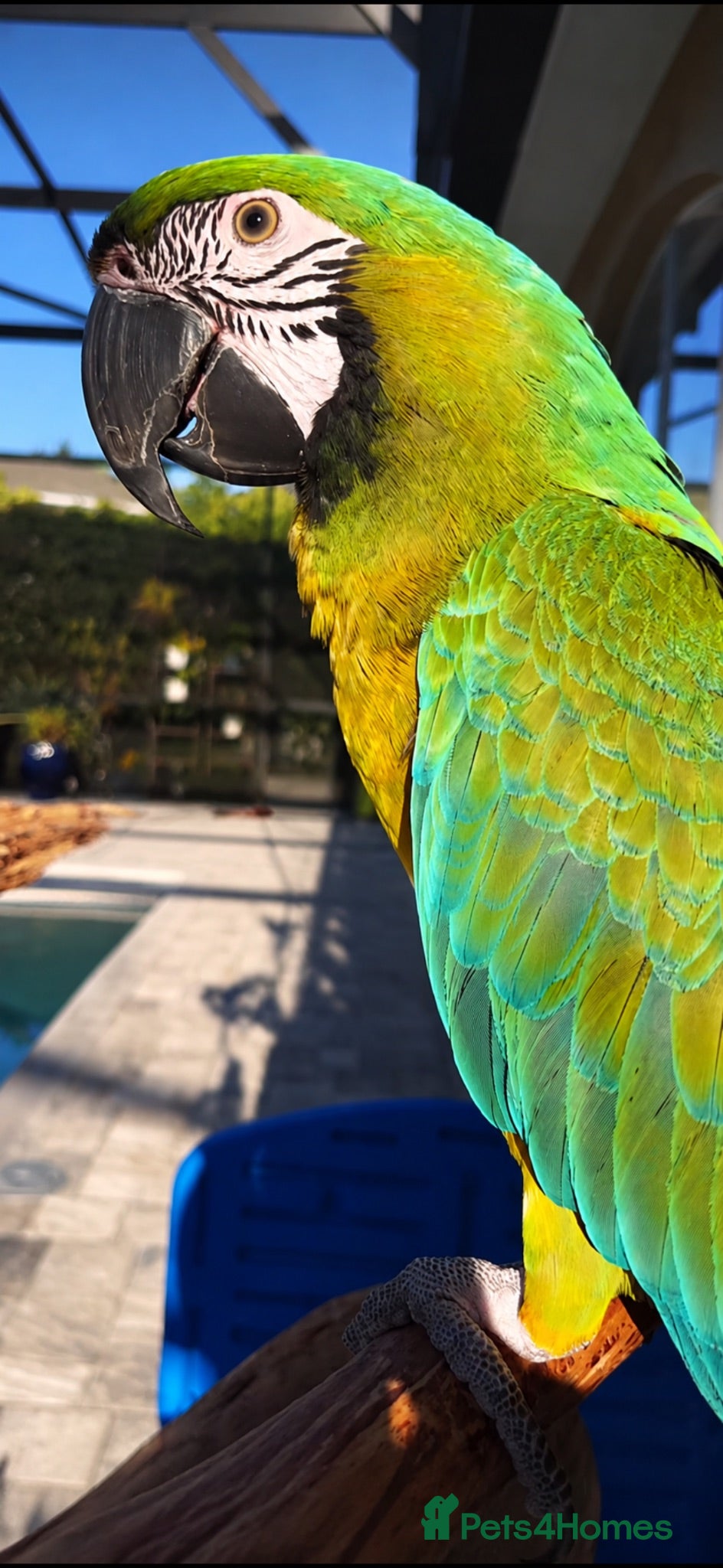 Parrots birds Rare stunning hybrid milligold macaw   - Advert 18