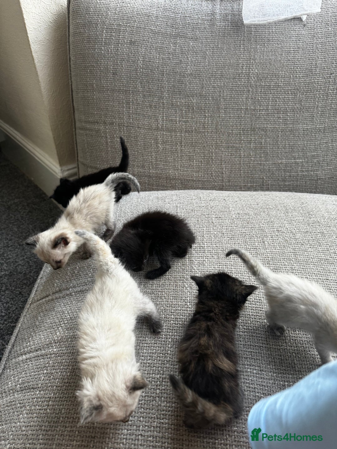 Mixed Breed cats for sale: Ragdoll mix kittens ready for new homes🤍 - Image 9