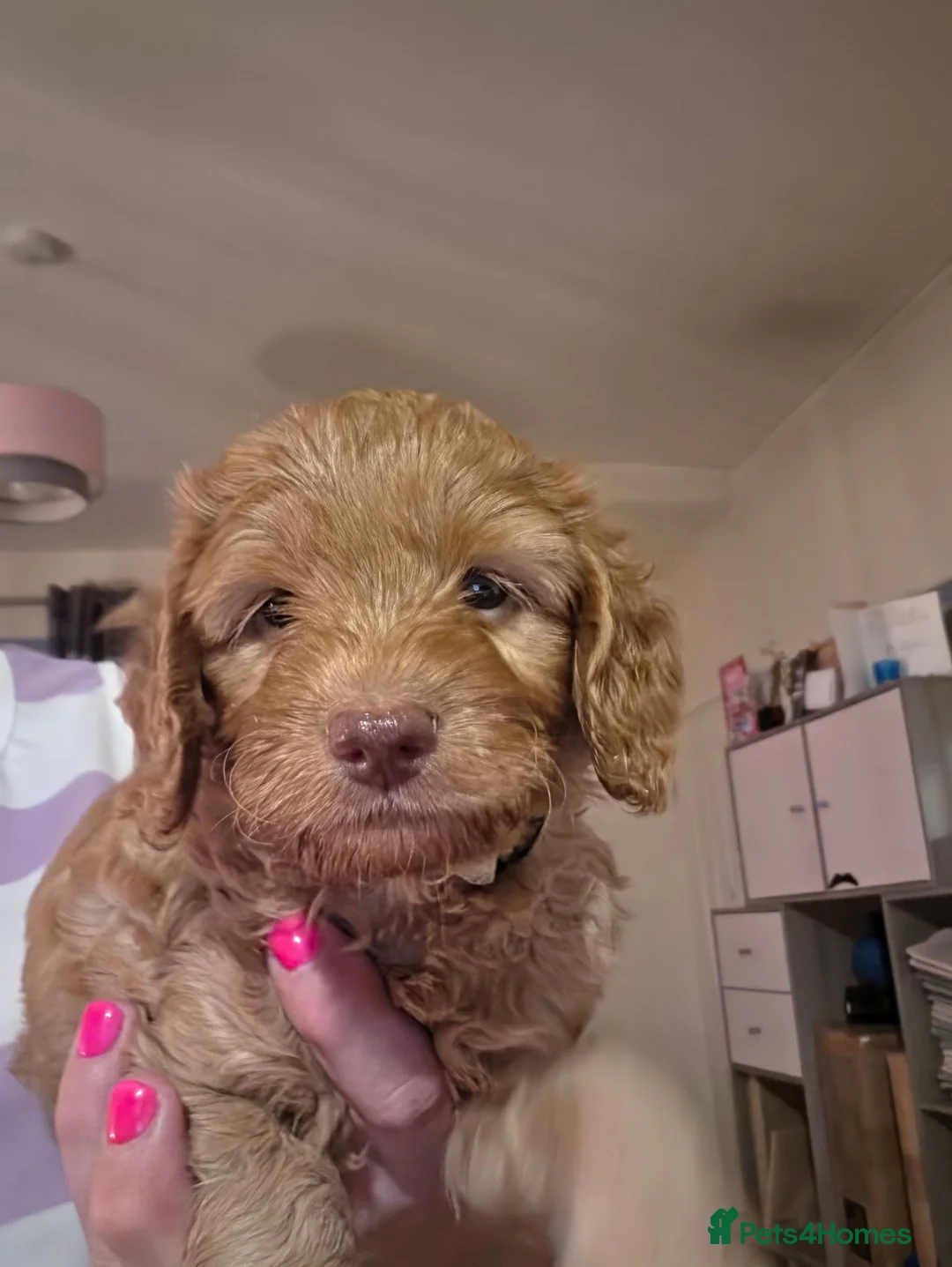 Cockapoo dogs for sale: Adorable male cockapoo's  - Advert 2