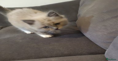 Ragdoll cats - Advert 16