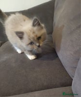 Ragdoll cats - Advert 5