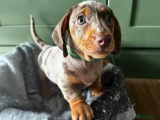 Dachshund dogs Stunning Standard Datchhound puppies - Advert 4