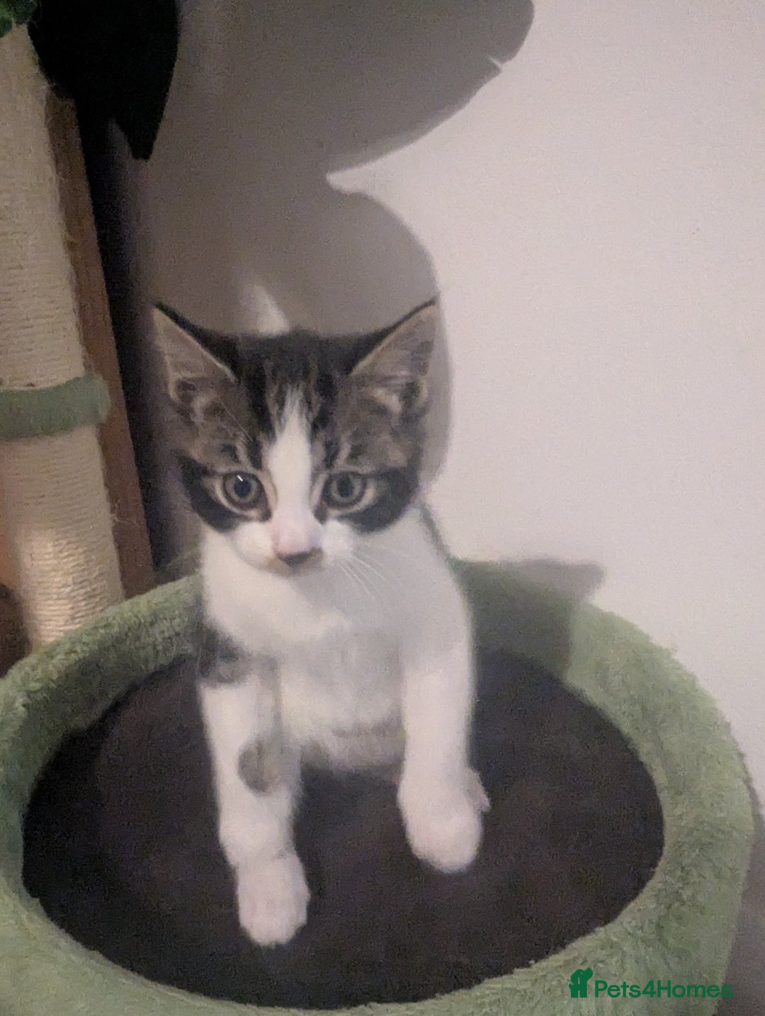 Mixed Breed cats for sale: Beautiful mix breed kittens  - Advert 5