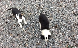 Border Collie dogs for sale: Border Collie Pups  - Image 5