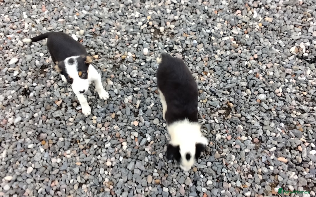 Border Collie dogs for sale: Border Collie Pups  - Image 5