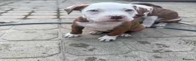 Mixed Breed 7