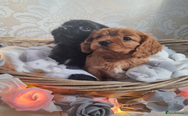 Mixed Breed dogs - Advert 1