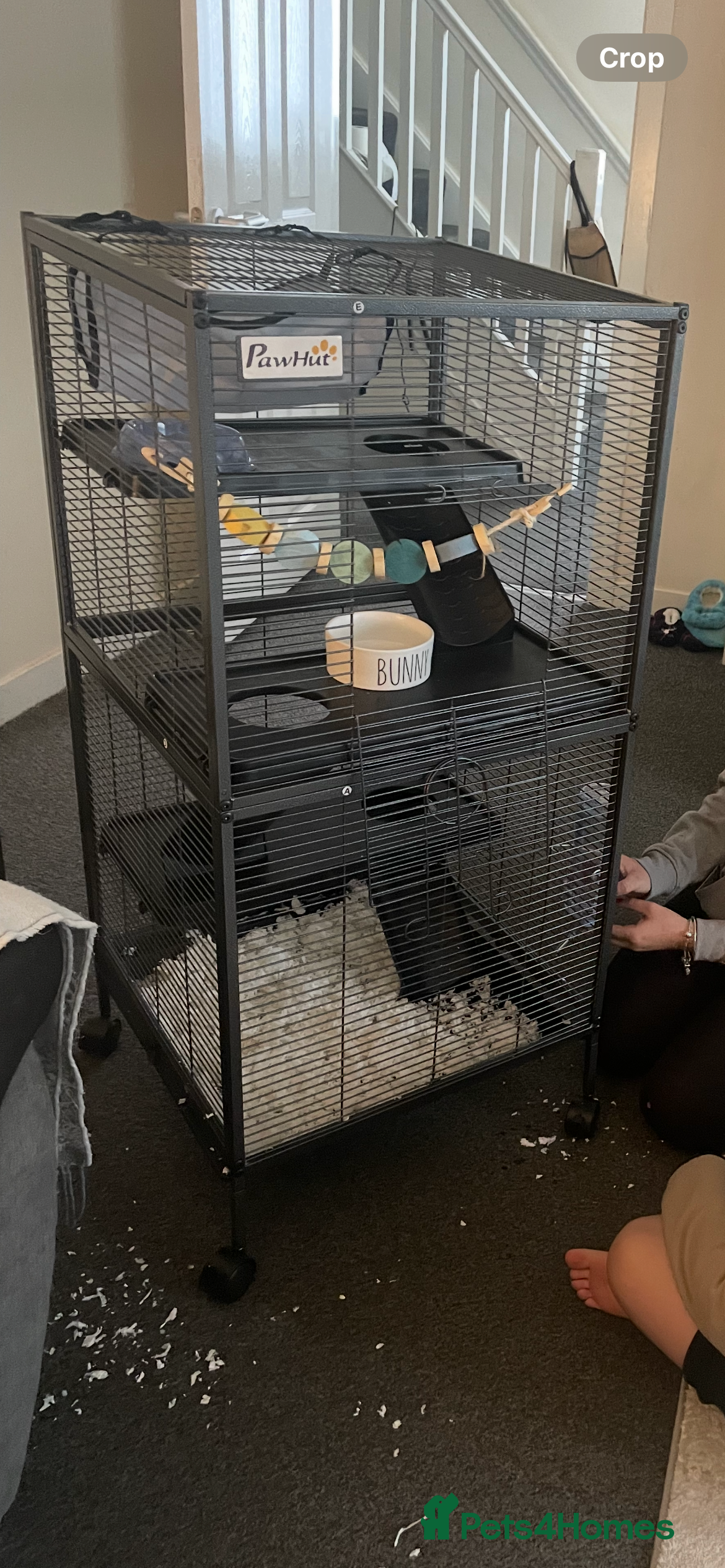 Rat rodents 2 White rats  in Broxburn - Advert 1