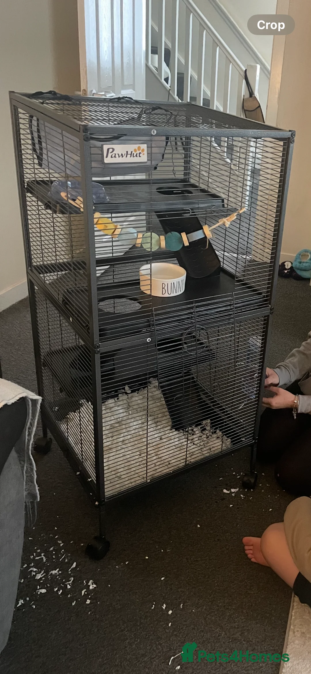 Rat rodents for sale: 2 White rats  in Broxburn - Advert 1