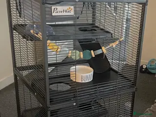 Rat rodents 2 White rats in Broxburn - Advert 7