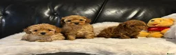 Toy Poodle dogs for sale: Stunning litter of toy poodles  - Advert 10