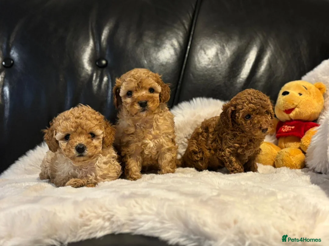 Toy Poodle dogs for sale: Stunning litter of toy poodles  - Advert 10