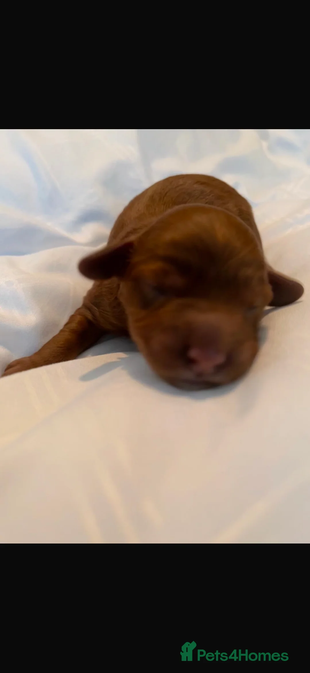 Cavapoo dogs for sale: CAVAPOOS RED TOY SIZE  - Advert 1