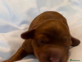 Cavapoo dogs CAVAPOOS RED TOY SIZE - Advert 2