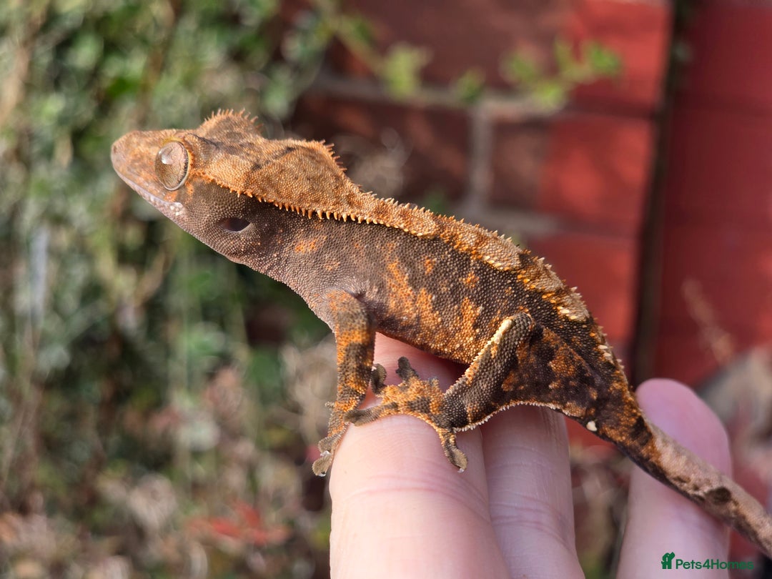 Gecko reptiles for sale: Crested geckos - Advert 4