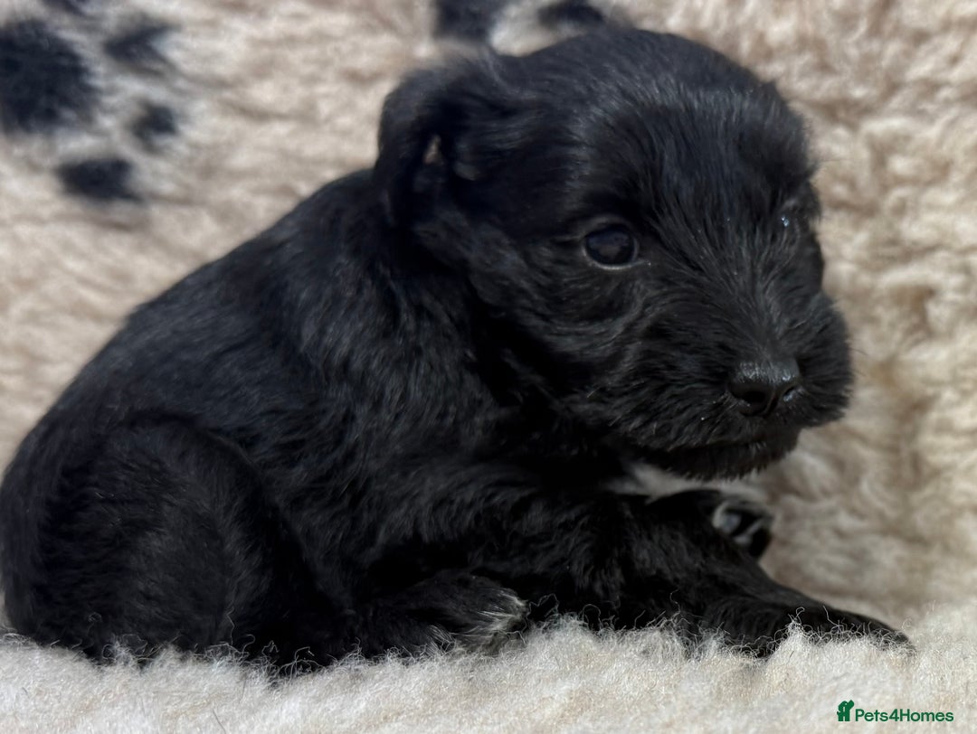 Miniature Schnauzer dogs for sale: Miniature schnauzers pups - Image 13