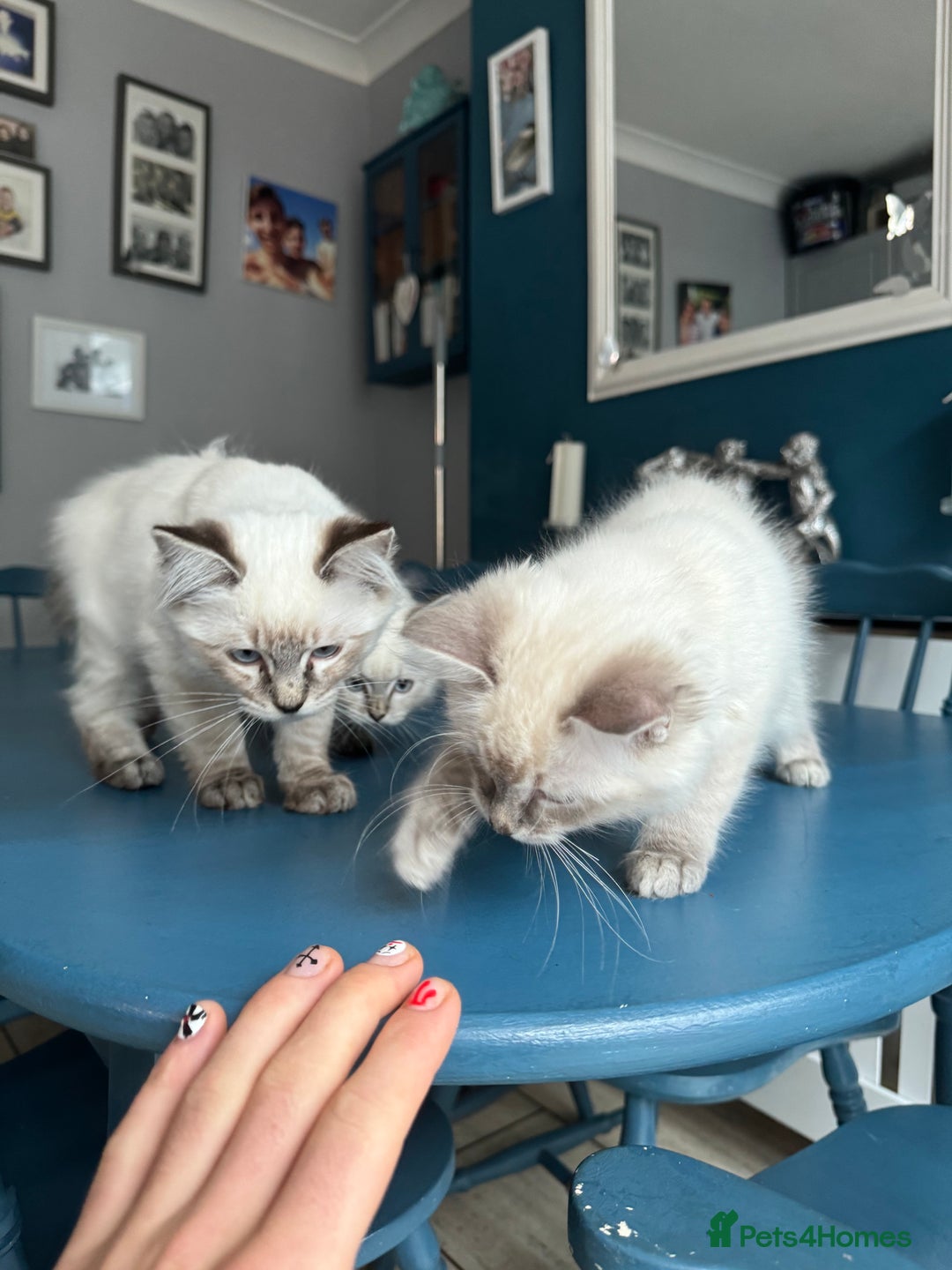 Ragdoll cats for sale: Stunning Ragdoll babies READY NOW! - Advert 6