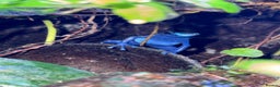 Frog reptiles for sale: 3 Lovely Blue Dart Frogs (URGENT HOME NEEDED)  - Advert 3