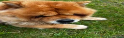Chow Chow dogs for sale: Beautiful unspayed female chow chow - 4 years old - Advert 3